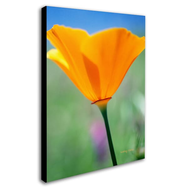 Kathy Yates 'California Poppy Closeup' Canvas Art,16x24